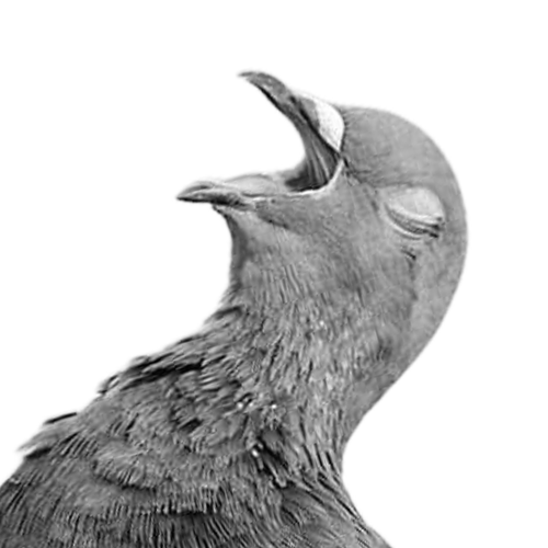 Anton Merlin (Pigeon)