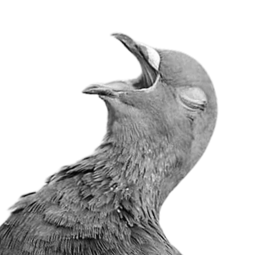 Anton Merlin (Pigeon)