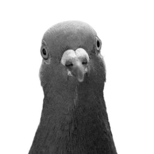 François Lizen (Pigeon)