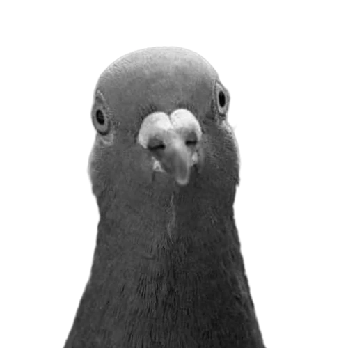 François Lizen (Pigeon)