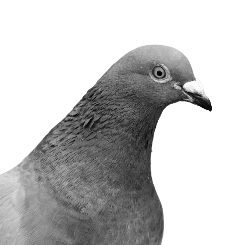 Justine Debecker (Pigeon)