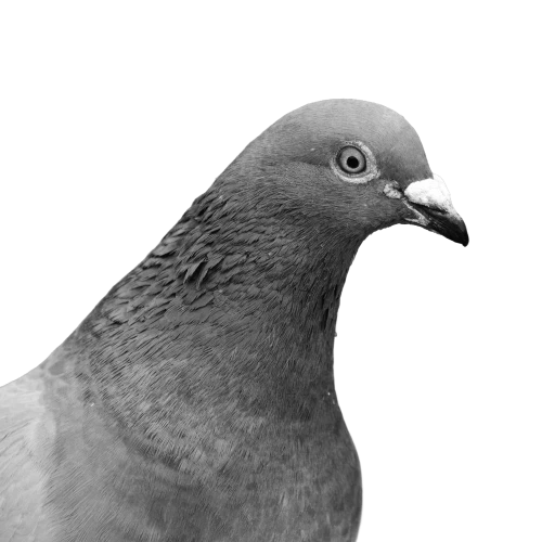 Justine Debecker (Pigeon)