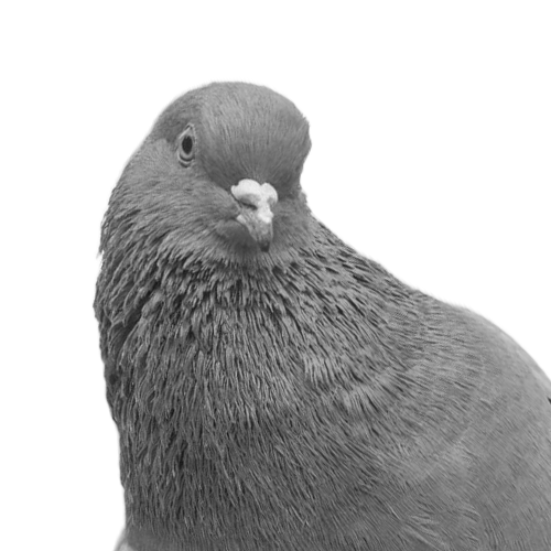 Vanessa Léonard (Pigeon)