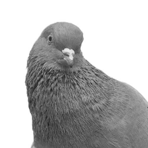 Vanessa Léonard (Pigeon)